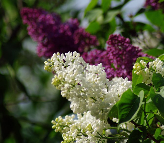 Lilas - Signes