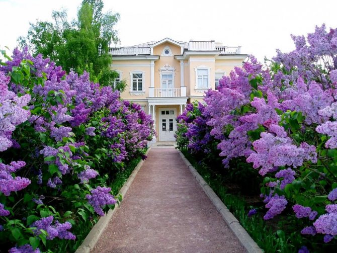 Un lilas près de la maison
