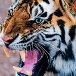 Tigre souriant