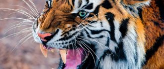 Un tigre souriant