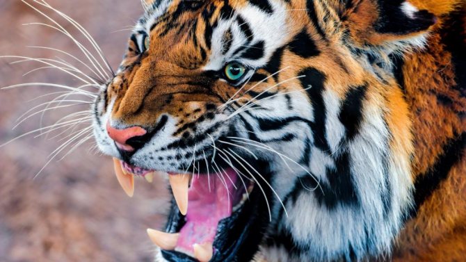 Un tigre souriant