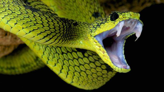 squelette de serpent avec légende