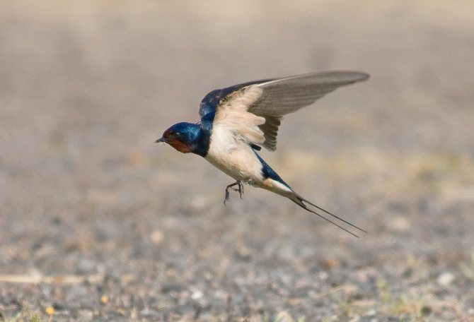 Vitesse de l'hirondelle