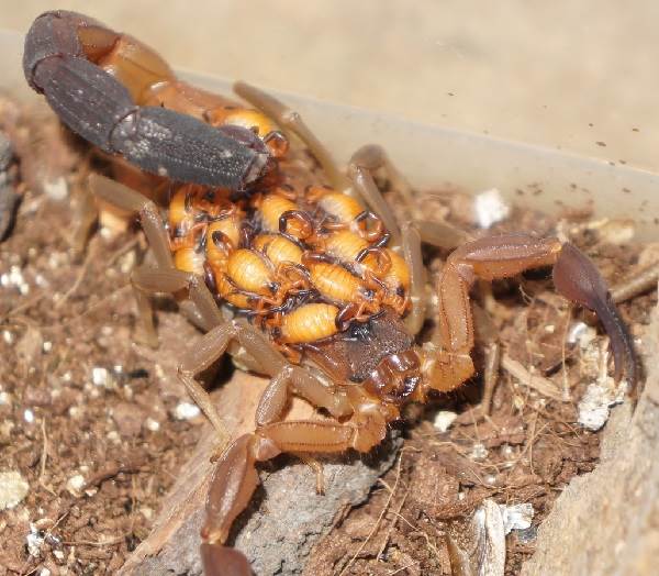 Scorpion-animal-description-espèce-vie-espèce-vie-espèce-et-environnement du scorpion-19