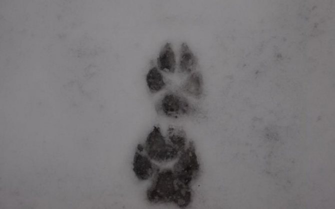 La piste du loup marchant au trot