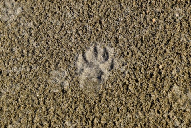 Empreintes de loup dans le sable