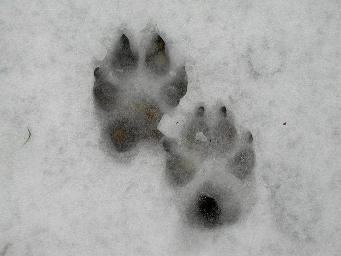 La piste des loups qui marchent en meute