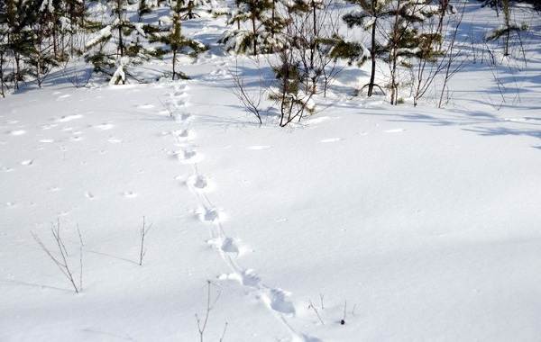 Trace-animal-dans-les-bois-et-leurs-caractéristiques-10