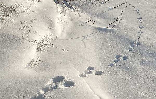 Les traces d'animaux dans la forêt et leurs spécificités 11