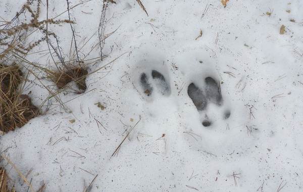 Les traces d'animaux dans la forêt et leurs caractéristiques-13