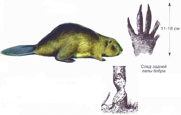 Empreintes-animaux-dans-les-bois-et-leurs-caractéristiques-34