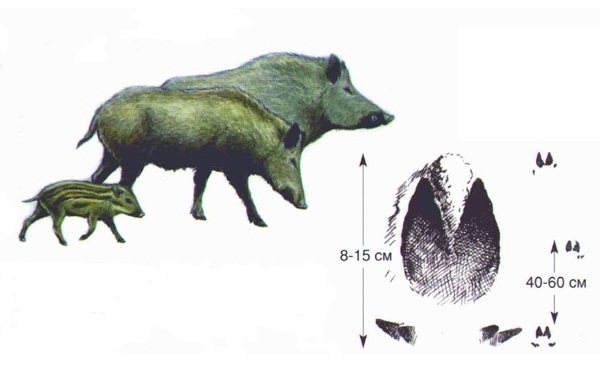 Les traces d'animaux dans la forêt et leurs caractéristiques-36