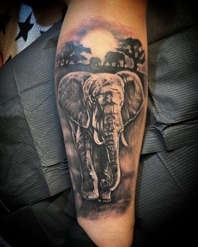 croquis d'un tatouage d'éléphant