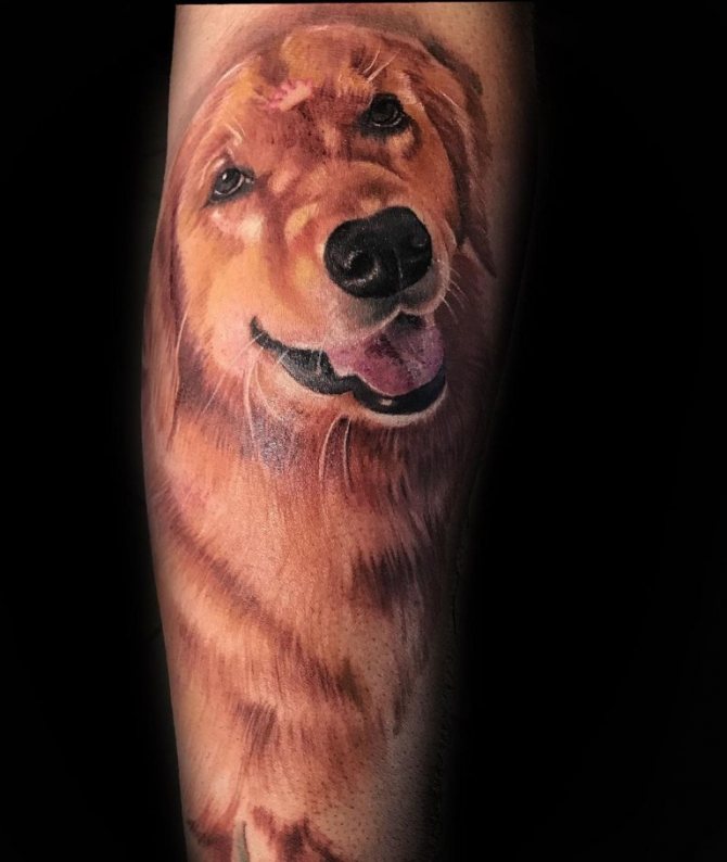 croquis de chien