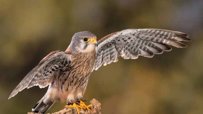 Description de l'oiseau faucon