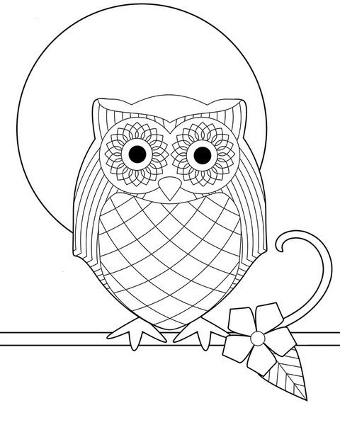 hibou