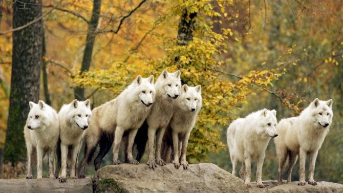 La meute de loups blancs