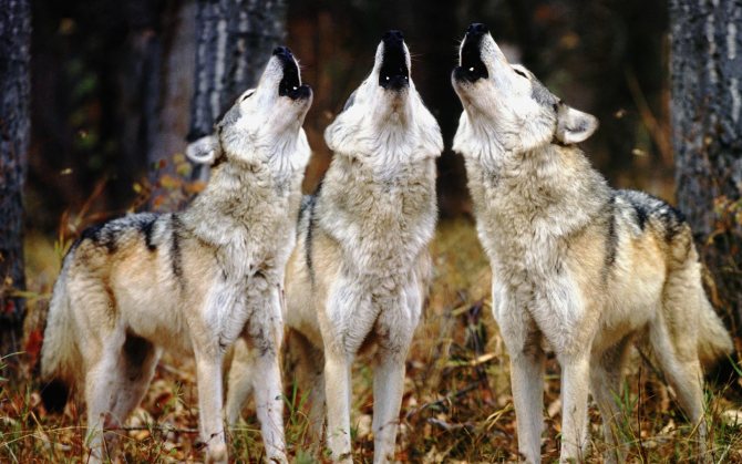 La meute de loups blancs