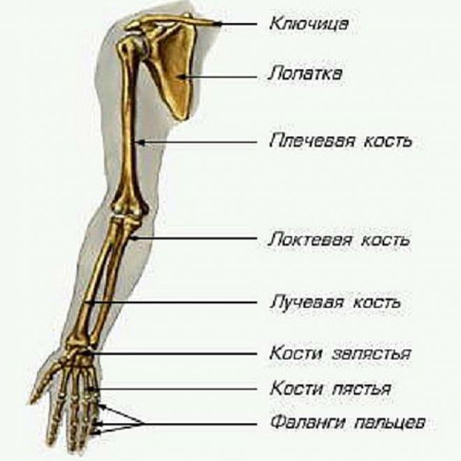 Structure osseuse de la main