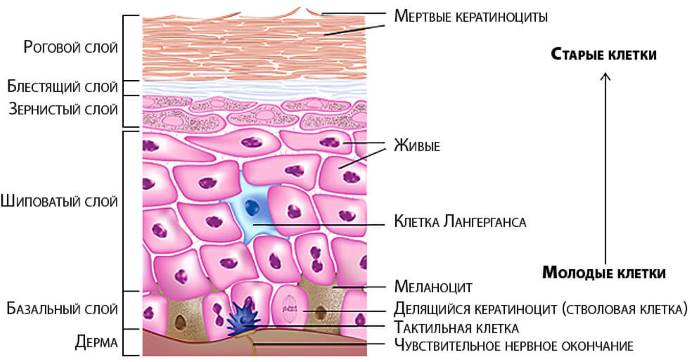 Texture de la peau