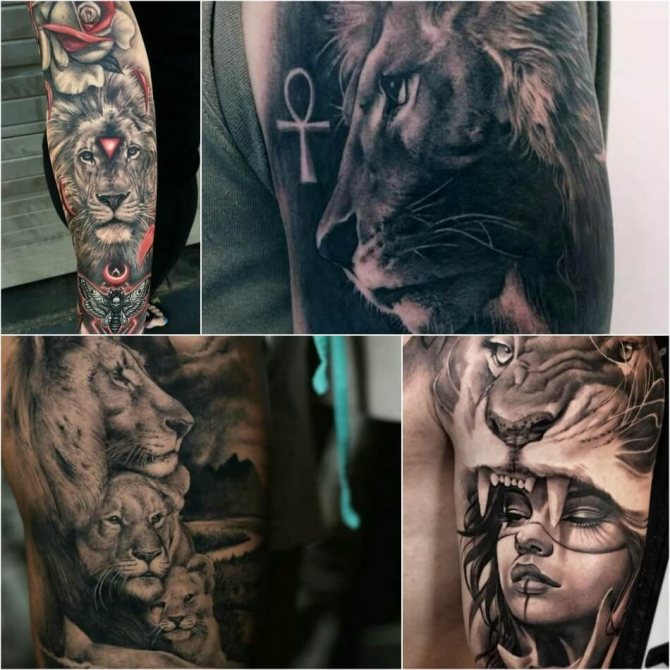 Tatouage pour hommes - Tatouage de sexualité masculine - Tatouage de lions masculins