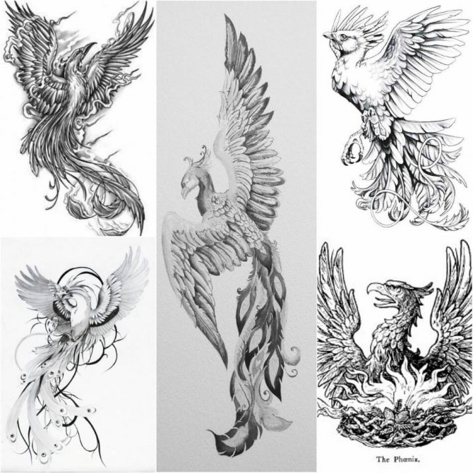 Tattoo Phoenix - Croquis de tatouage Phoenix - Croquis de tatouage Phoenix