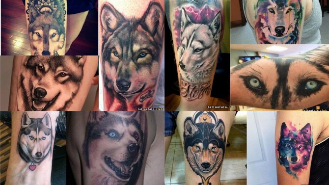 Photo du tatouage du husky
