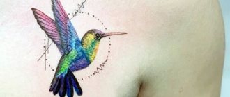 Colibri tatoué