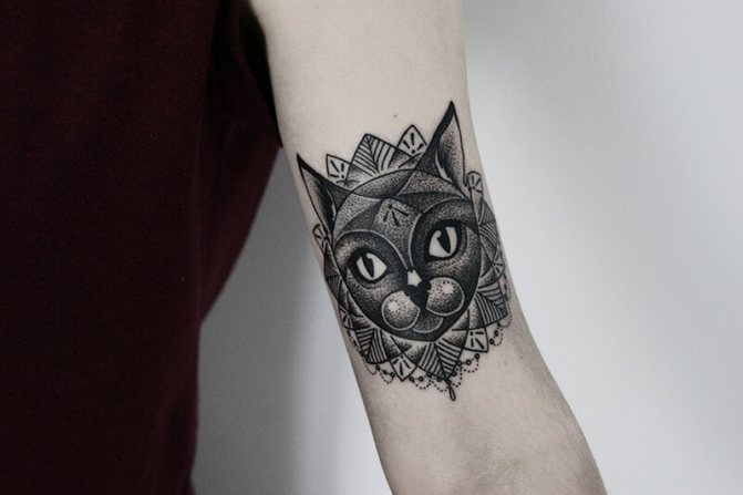 Chat tatoué - Chat tatoué - Chat tatué - Chat tatué - Chat tatué