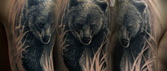 ours tatoué
