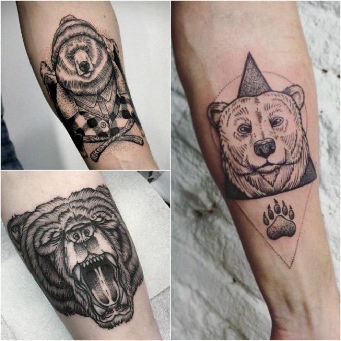 Ourson tatoué - Ourson mâle tatoué - Ourson mâle tatoué