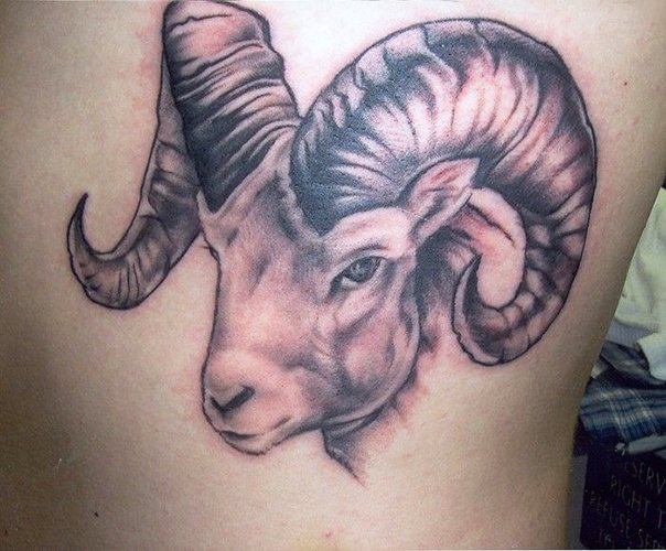 Tatouage Bélier pour les filles. Esquisses, photo, valeur sur le bras, le cou, la jambe, la clavicule, le dos, l'abdomen