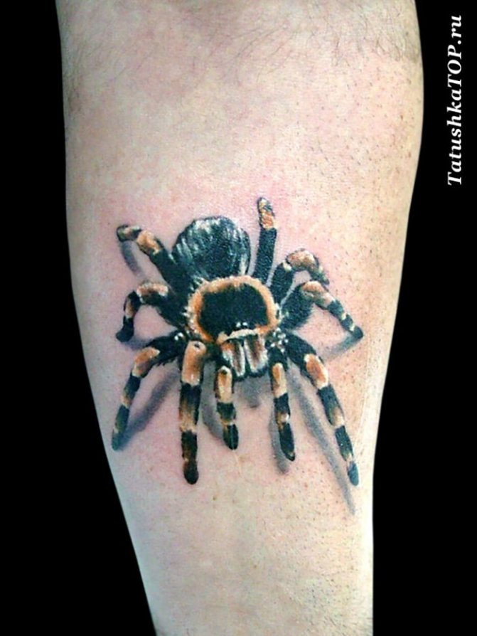 tatouage réalisme araignée sur tibia