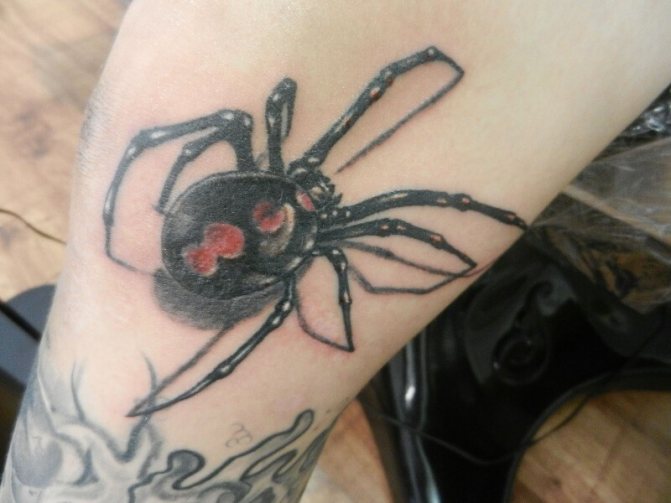 tattoo spider - tattoo spider - signification tattoo spider - croquis tattoo spider - photo tattoo spider