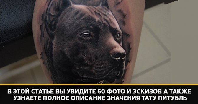 signification d'un tatouage de pit-bull