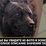 signification du tatouage pit bull