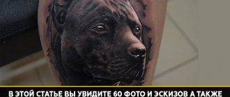 Tatouage signifiant pitbull