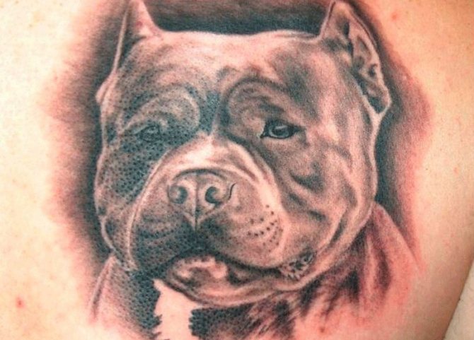 Tatouage d'un pitbull