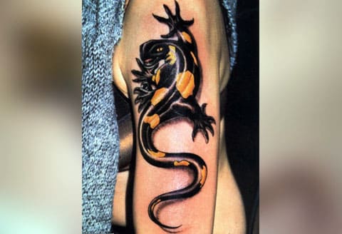 Salamandre tatouée