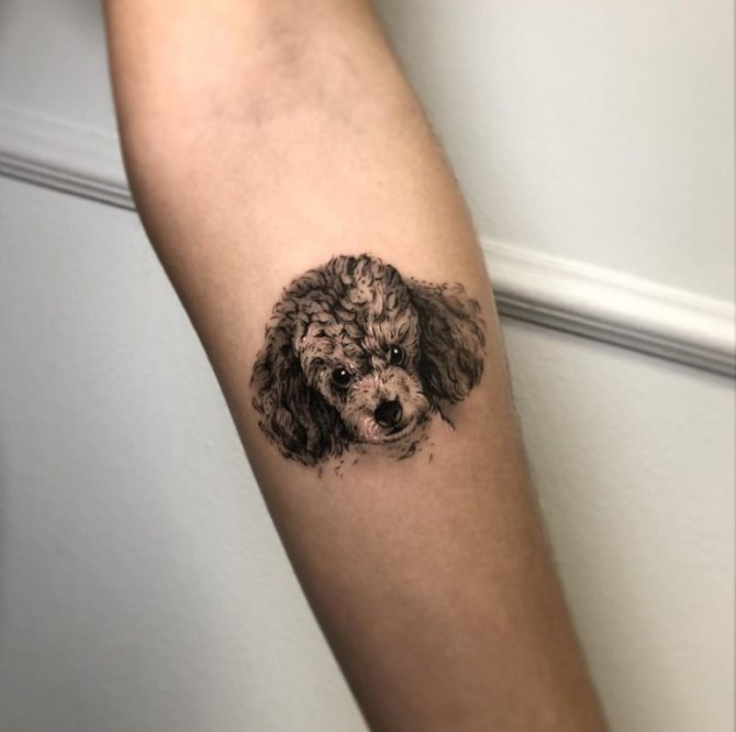 croquis de tatouage de chien