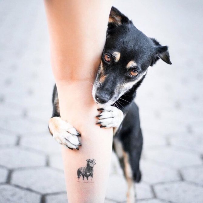 tatouage de chien