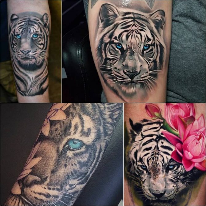 Tatouage tigre - tatouage tigre blanc