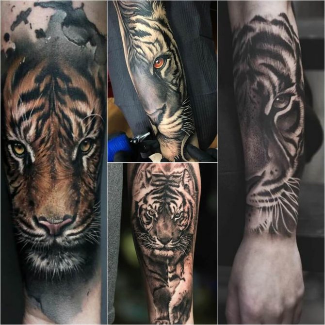 Tatouage tigre - Tatouage tigre sur l'avant-bras - Tatouage tigre sur l'avant-bras