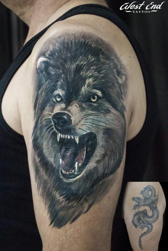 Loup tatoué