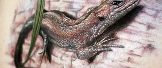 Tatouage d'un lézard