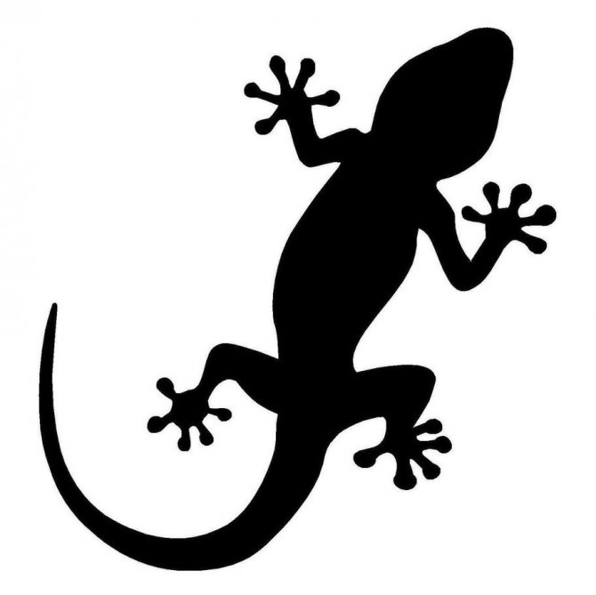 lézard tatoué