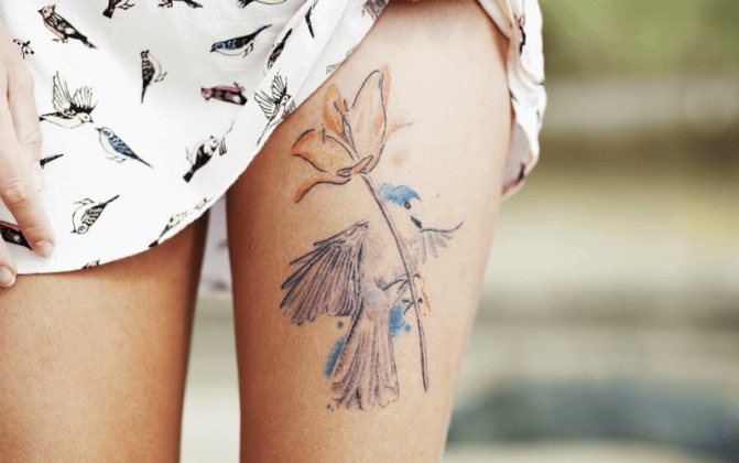 animaux tatoués