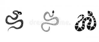 Tatouage du serpent. Signification pour les filles, les hommes, croquis, photos