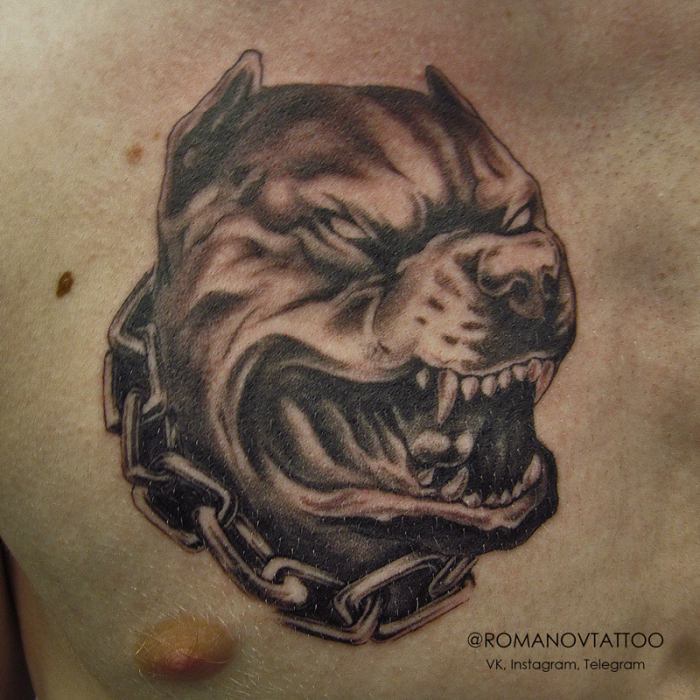tatouage de pitbull agressif sur la poitrine