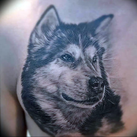 Tatouage d'un husky dans le dos